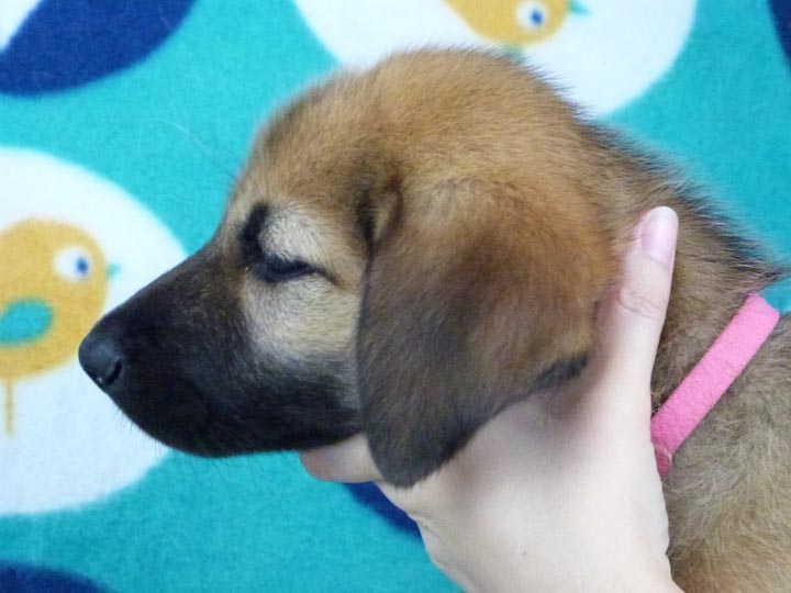 chinook puppy